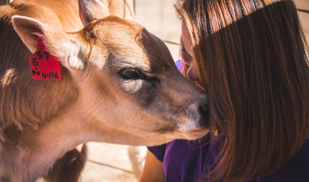 Cow Therapy Program