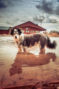 A dog plays in the pond at a residential program for teens | Discovery Ranch South, a Residential Treatment Center for Girls and Teens Assigned Female At Birth
