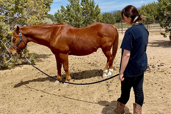 A student works with a horse during her individual therapy while at a residential dbt program for teens | Discovery Ranch South, a residential treatment program for girls and teens assigned female at birth